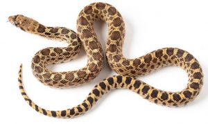 gopher snake